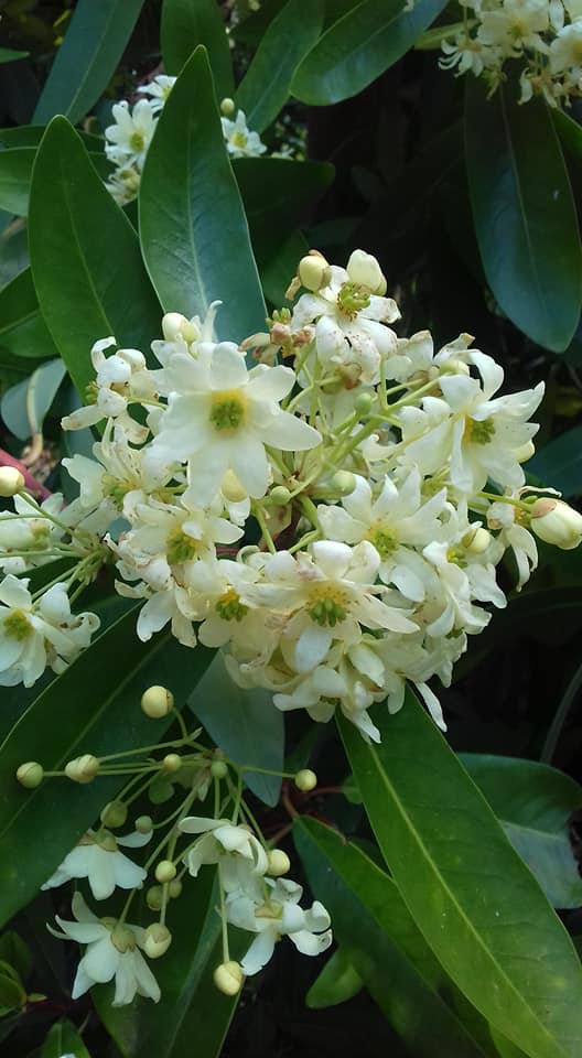 St Mary's Gardens 3